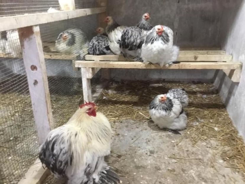 CD1A24A3-5385-4842-B7BA-F2332E0C8E64 - Conchichina pitic herminat deschis