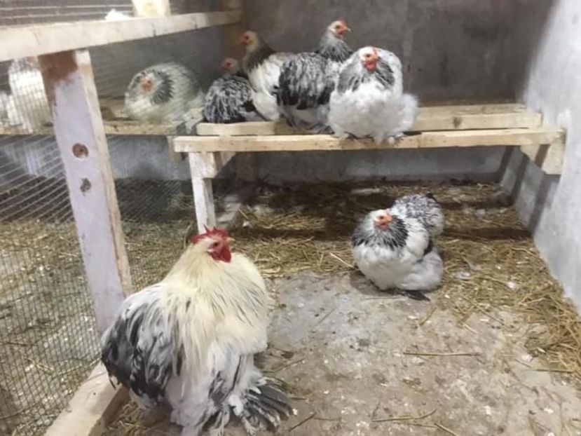 A453F3F1-2615-4DBE-8CF6-3529FD050FD8 - Conchichina pitic herminat deschis