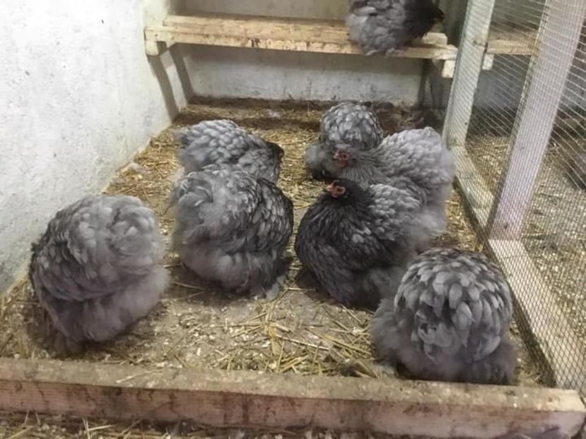 A6805EF6-CDA7-4EB8-A1B6-A2FB3AE5AC5B - Conchichina pitic albastru frezat si splash