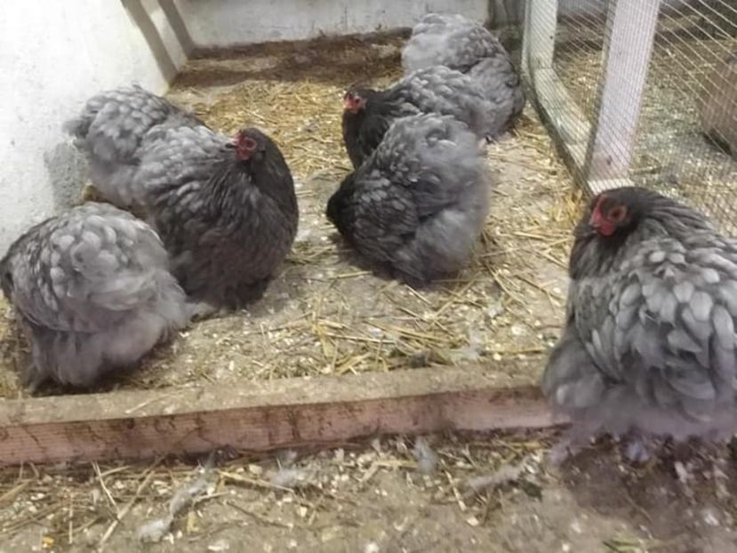 18E51022-BD03-4E79-BD76-BECDA1DCDDD4 - Conchichina pitic albastru frezat si splash