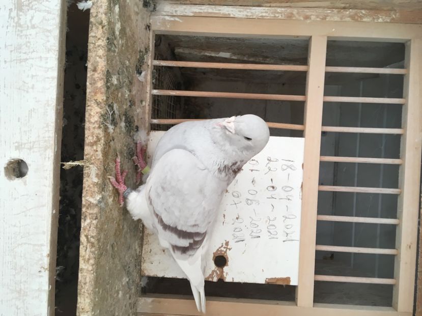 7A95C0AF-B510-4CAC-B551-93444BE523F7 - Voiajori Standard Masculi Arginti 2019!