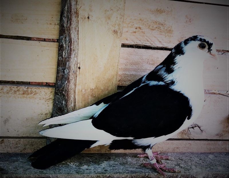 12650  femelă  2021 - B - perechi 2022