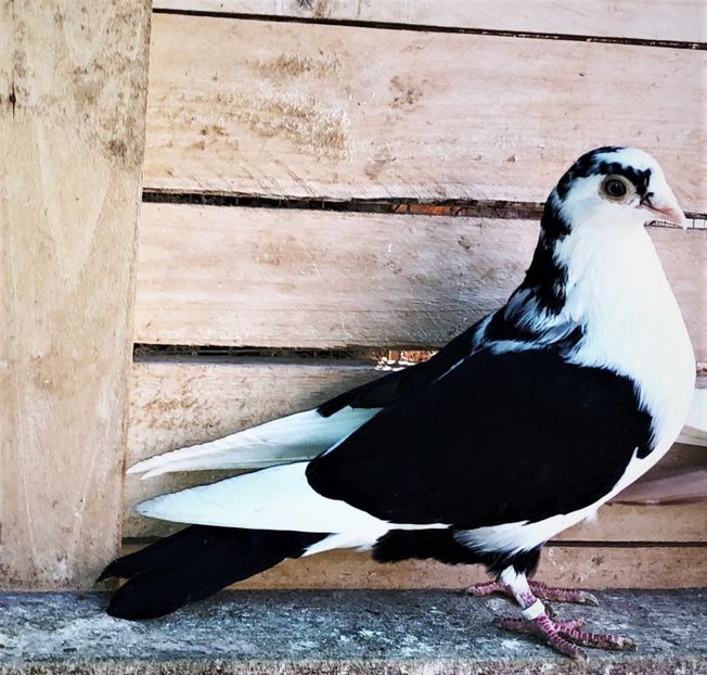 12650  femelă  2021 - 00001 porumbei dragi mie arhivă