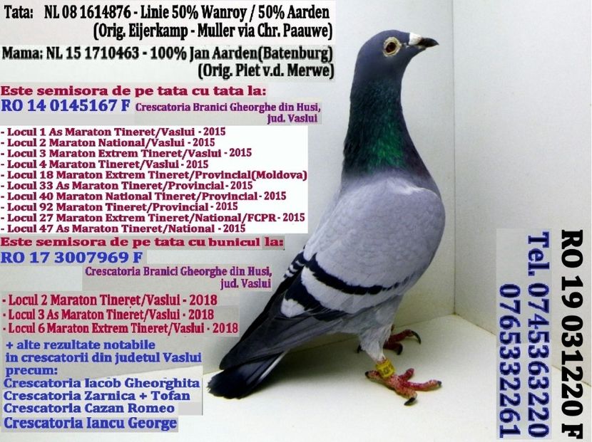 RO 19 031220 F  Rezervată Nedelcu Preot Brăila Pret 200 Lei + transportul - ARHIVA