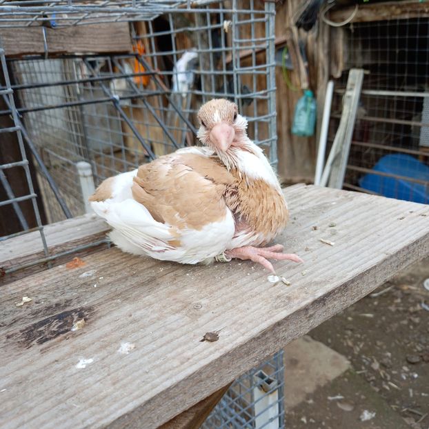 La 14 zile - AMERICAN GIANT HOMER LA GRĂMADĂ