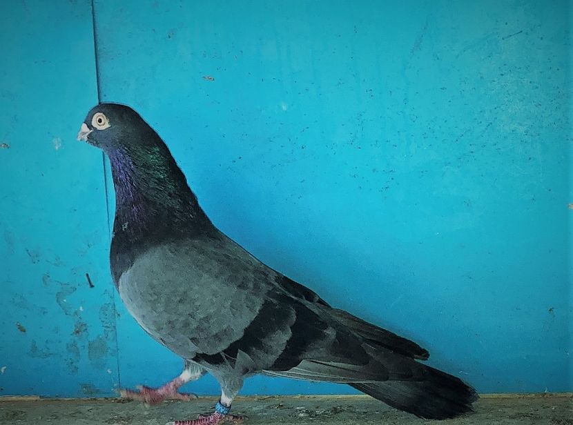 mascul  2018 - Plecați ALBUM 3