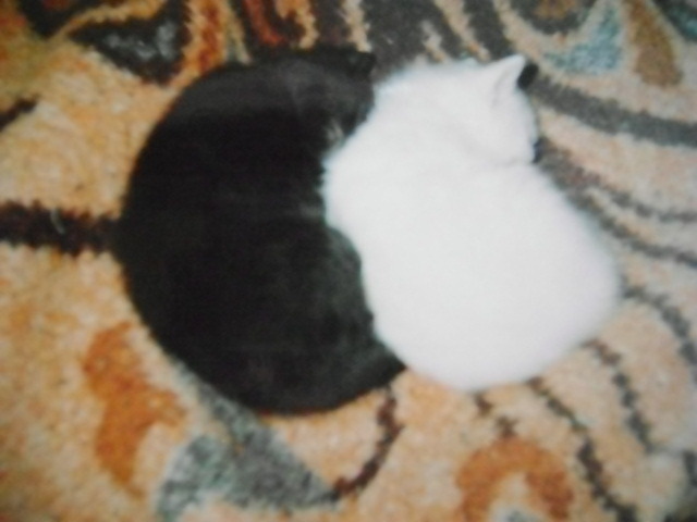 ''EBONITE AND IVORY''