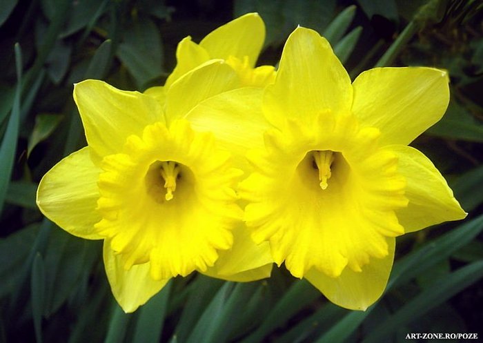 daffs - flori