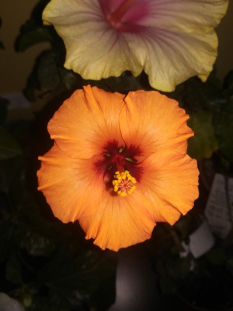  - Hibiscus 2021