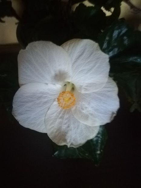  - Hibiscus 2021