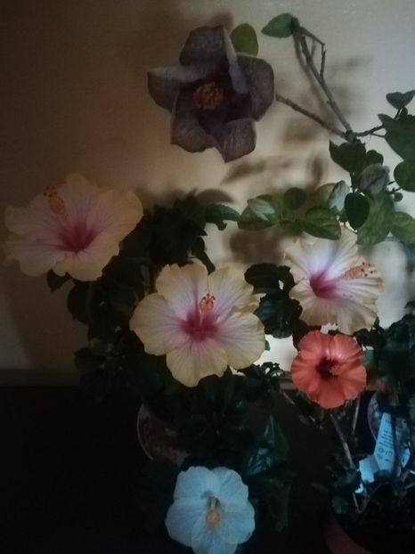  - Hibiscus 2021