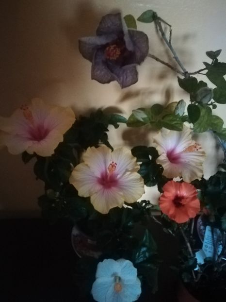  - Hibiscus 2021