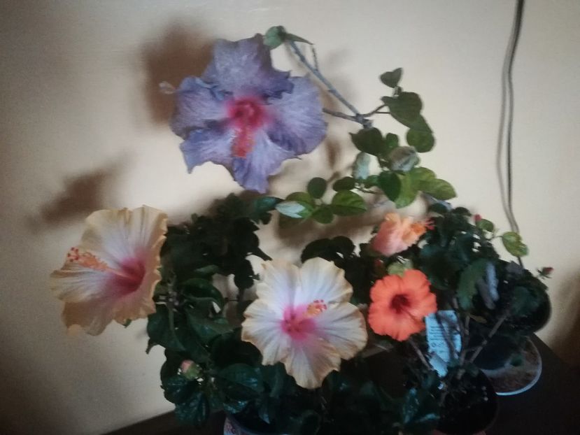  - Hibiscus 2021