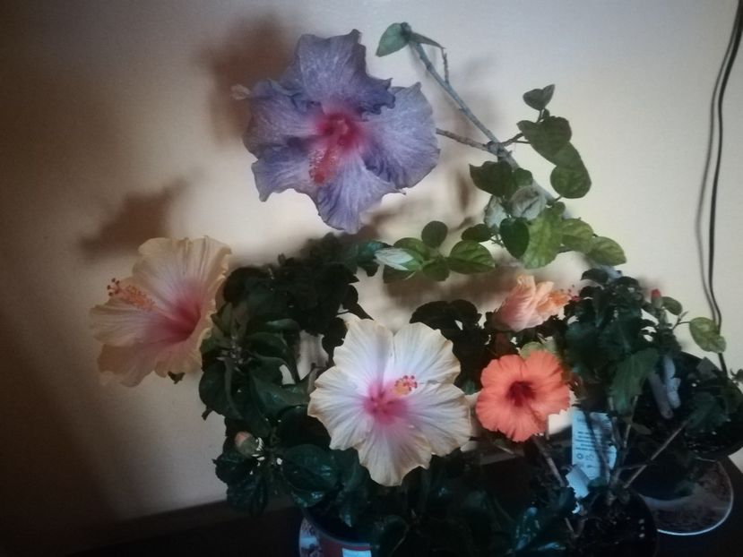  - Hibiscus 2021