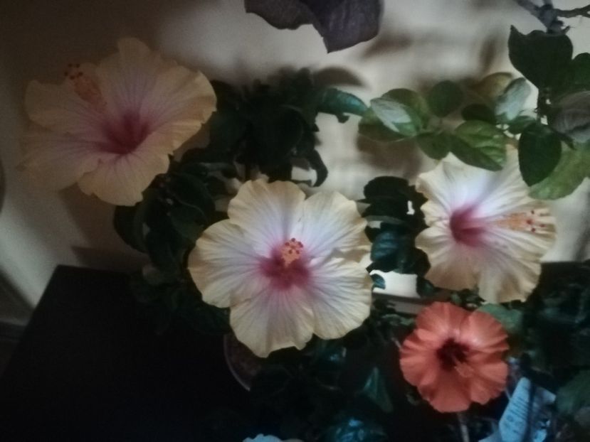  - Hibiscus 2021