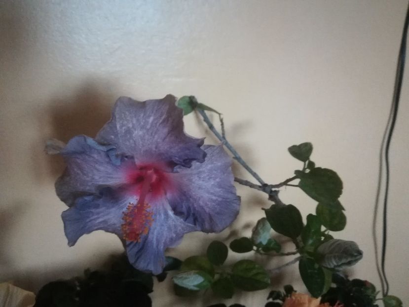  - Hibiscus 2021