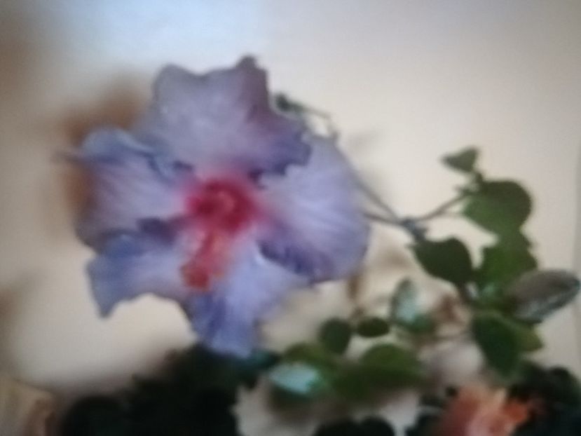 Diamond White - Hibiscus 2021