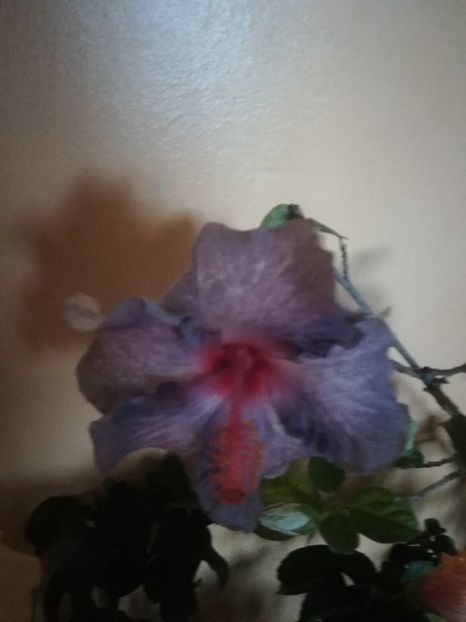 - Hibiscus 2021