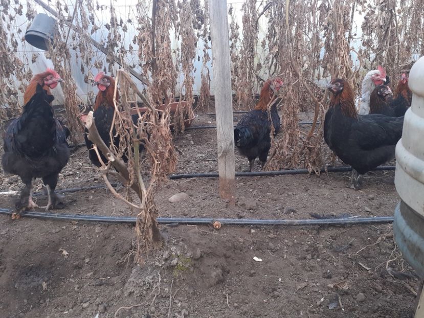 Tineret Marans negru aramiu - MARANS NEGRU ARAMIU