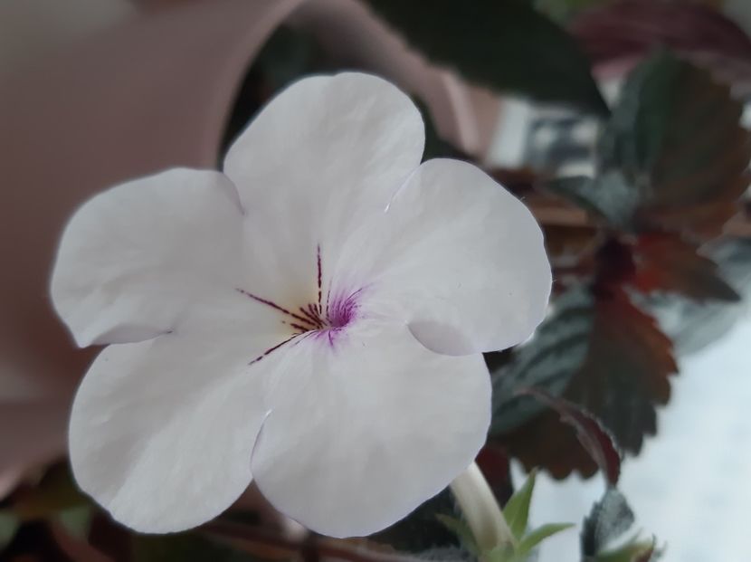 - achimenes-2021