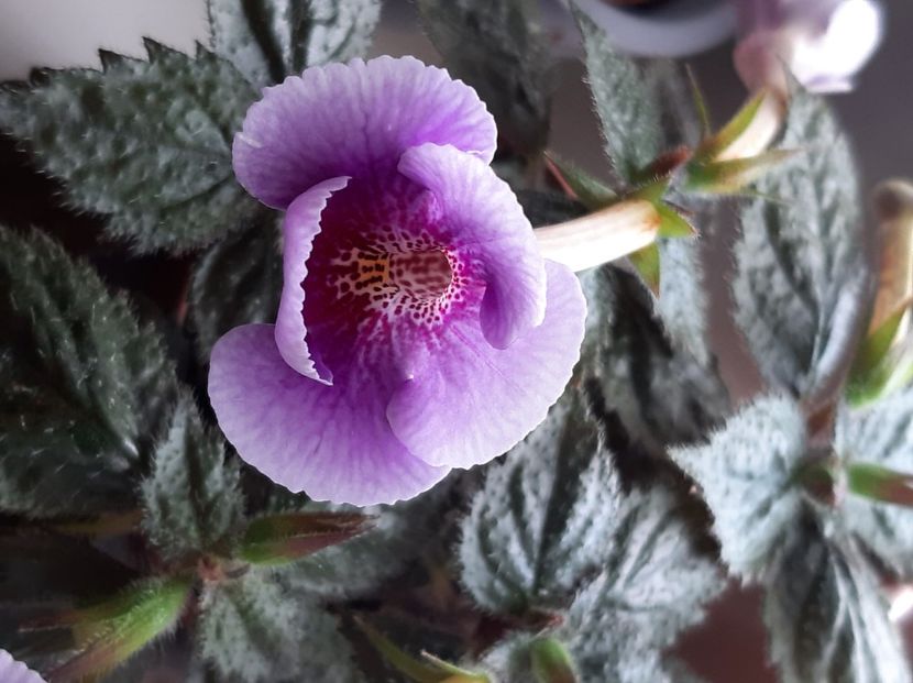  - achimenes-2021
