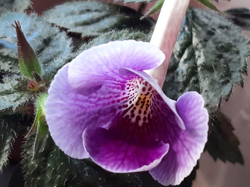  - achimenes-2021