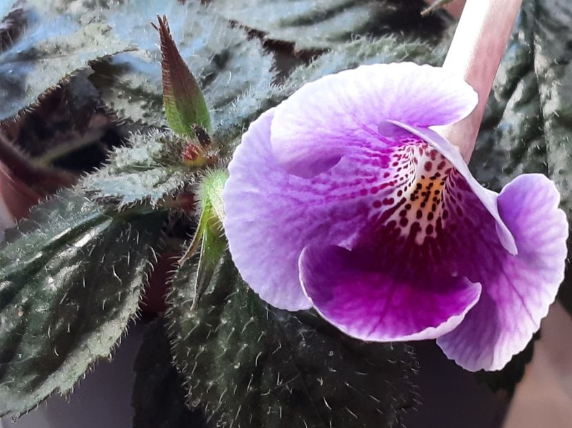  - achimenes-2021