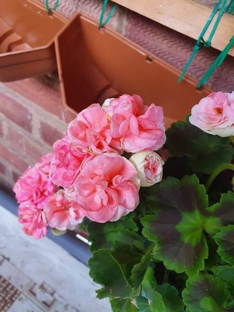 received_474043367404386 - 3 Pelargonium