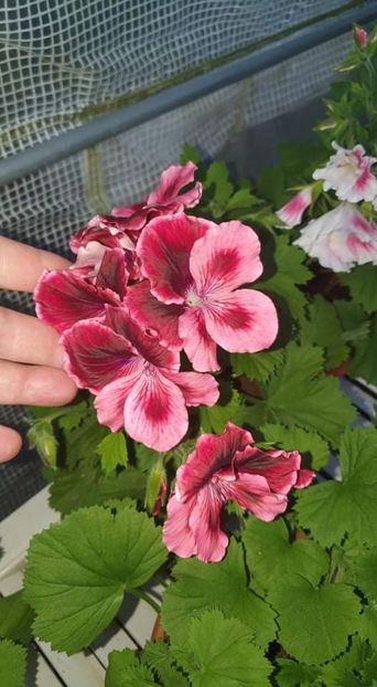 received_652524079075947 - 3 Pelargonium