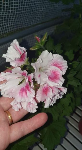 received_4619056094807107 - 3 Pelargonium