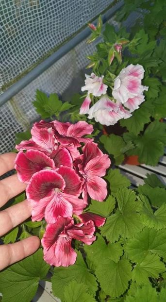 received_613268546755925 - 3 Pelargonium