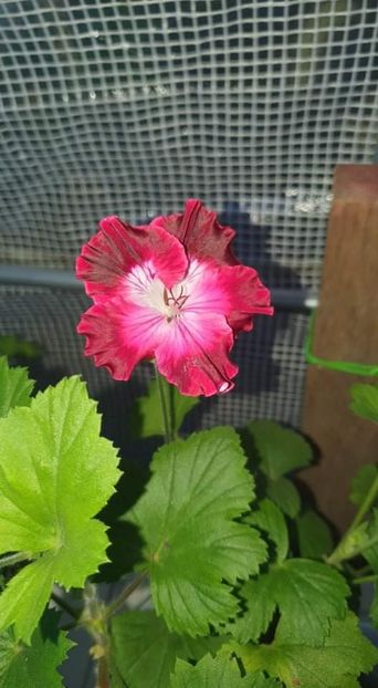 received_941869573408869 - 3 Pelargonium