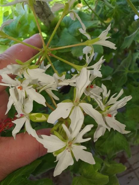 received_603180310800887 - 3 Pelargonium