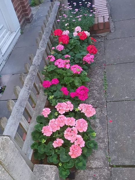 received_332020158360072 - 3 Pelargonium