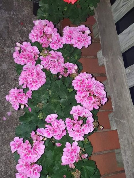 received_271677881674145 - 3 Pelargonium