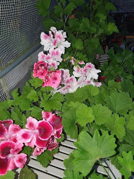 received_705156174204548 - 3 Pelargonium