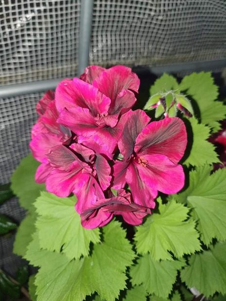 received_439728684340342 - 3 Pelargonium