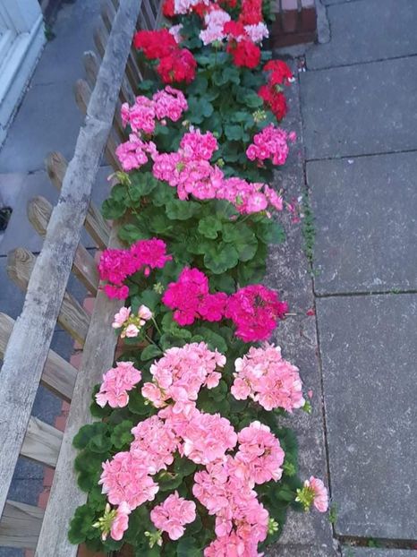 received_246938710863990 - 3 Pelargonium
