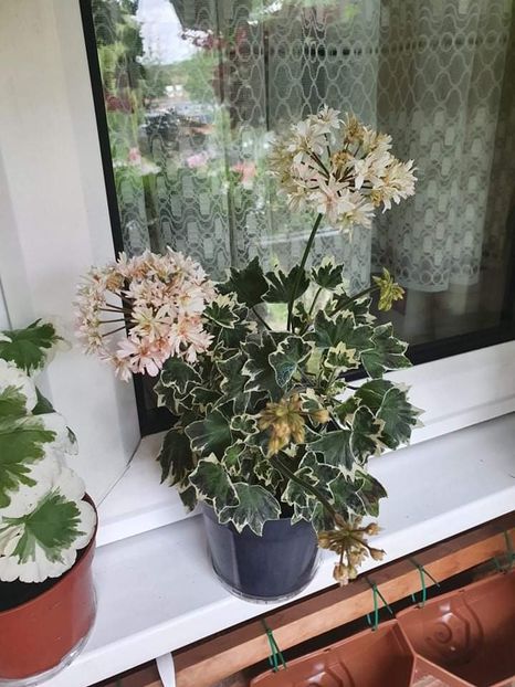 received_605483953998805 - 3 Pelargonium