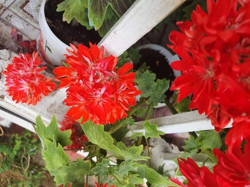 received_584625562634356 - 3 Pelargonium