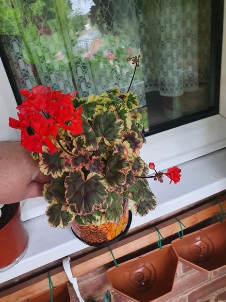 received_420354556353415 - 3 Pelargonium