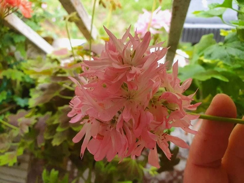 received_449986746497988 - 3 Pelargonium