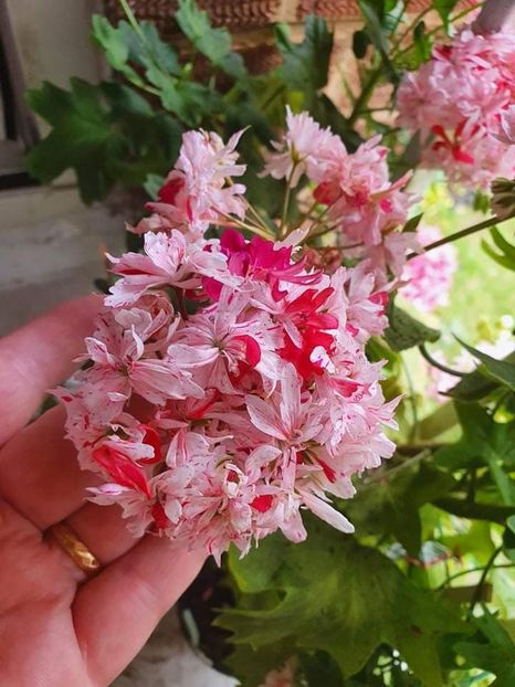 received_227983292744334 - 3 Pelargonium