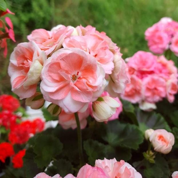 received_1034652947449174 - 3 Pelargonium
