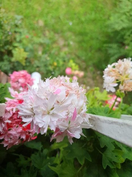 received_204565735086741 - 3 Pelargonium