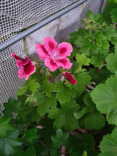 received_1019264135301344 - 3 Pelargonium