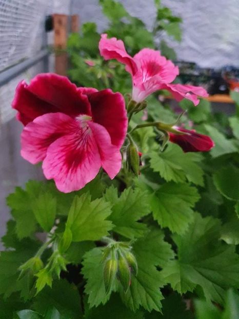 received_3022565131288933 - 3 Pelargonium