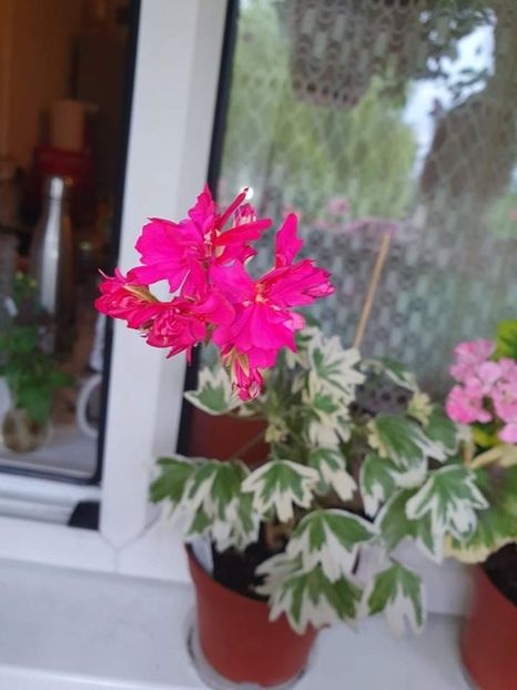 received_659672305200792 - 3 Pelargonium