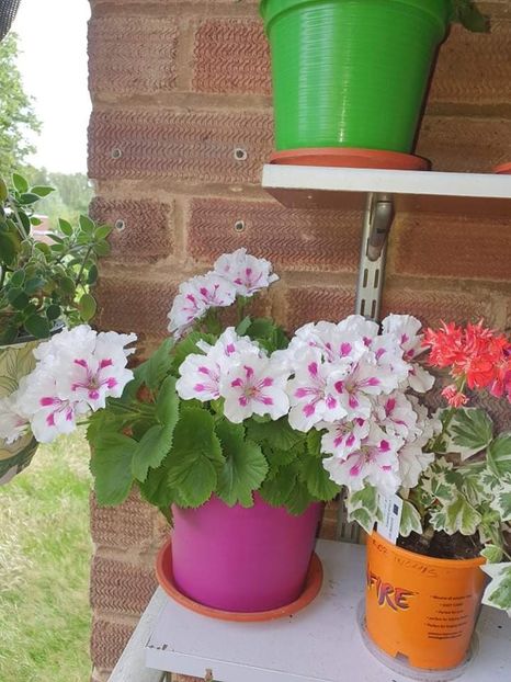 received_464053295141986 - 3 Pelargonium