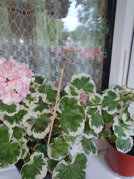 received_473985337418991 - 3 Pelargonium